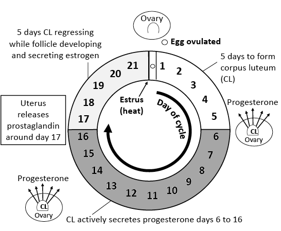 Diagram of the different phases of a cow's estrous cycle. A circle in the middle has numbers going around it from 1 to 21, representing the days of the cycle. The day between 21 and 1 is estrus (heat). After the ovary releases an egg and it is ovulated, the first five days of the cycle are forming the corpus luteum (CL). The CL actively secretes progesterone on days 6 to 16. The uterus releases prostaglandin around day 17. In the last five days, CL regresses while follicles develop and secrete estrogen.